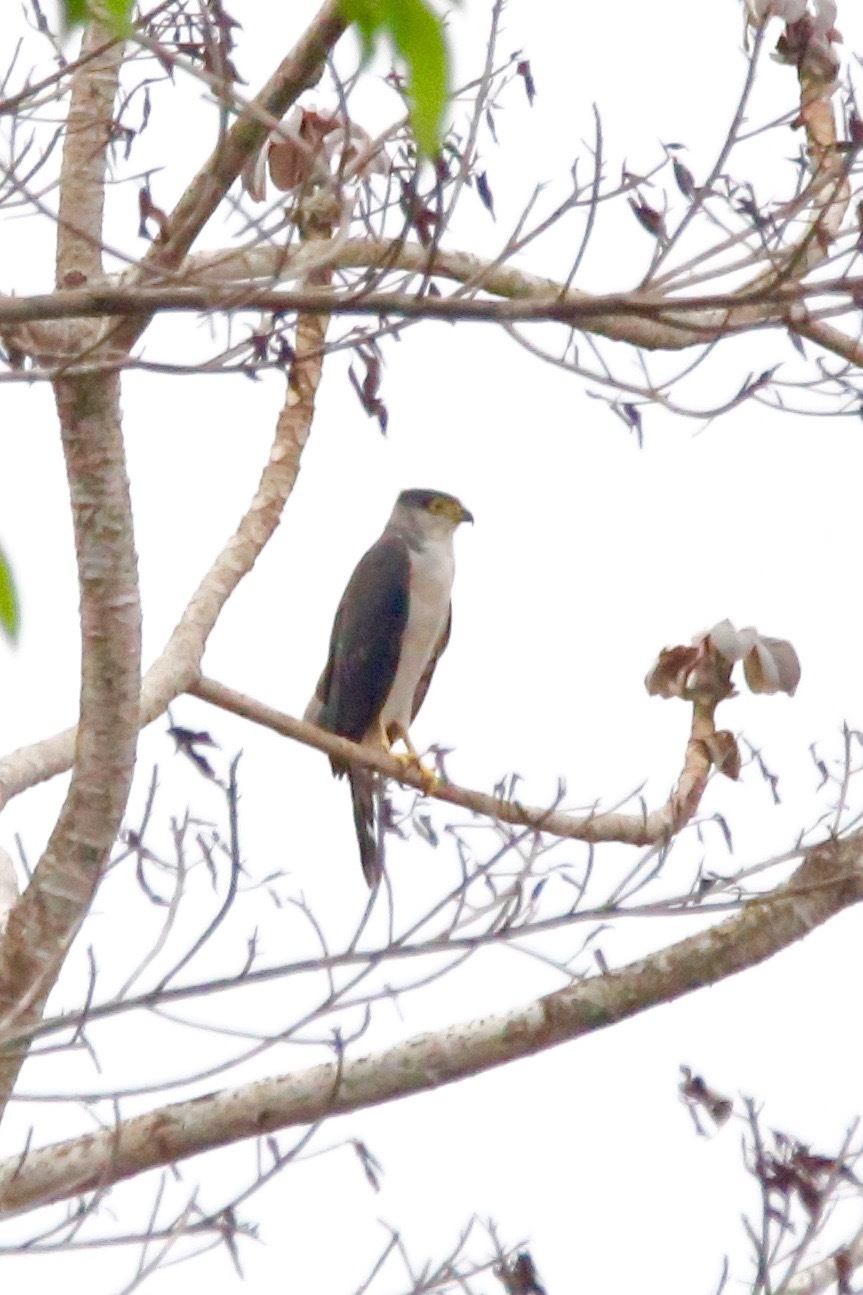 Grey-bellied Hawk (Accipiter poliogaster), photo 5