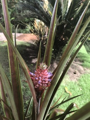 Ananas