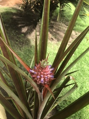 Ananas