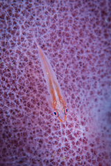 Pleurosicya elongata