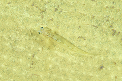 Pleurosicya elongata