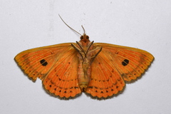 Calliodes pretiosissima