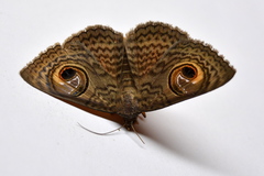 Calliodes pretiosissima