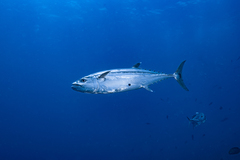 Dogtooth tuna