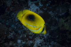 Chaetodon bennetti