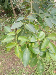 Platymiscium pinnatum