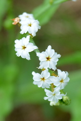 Heliotropium steudneri