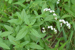 Heliotropium steudneri