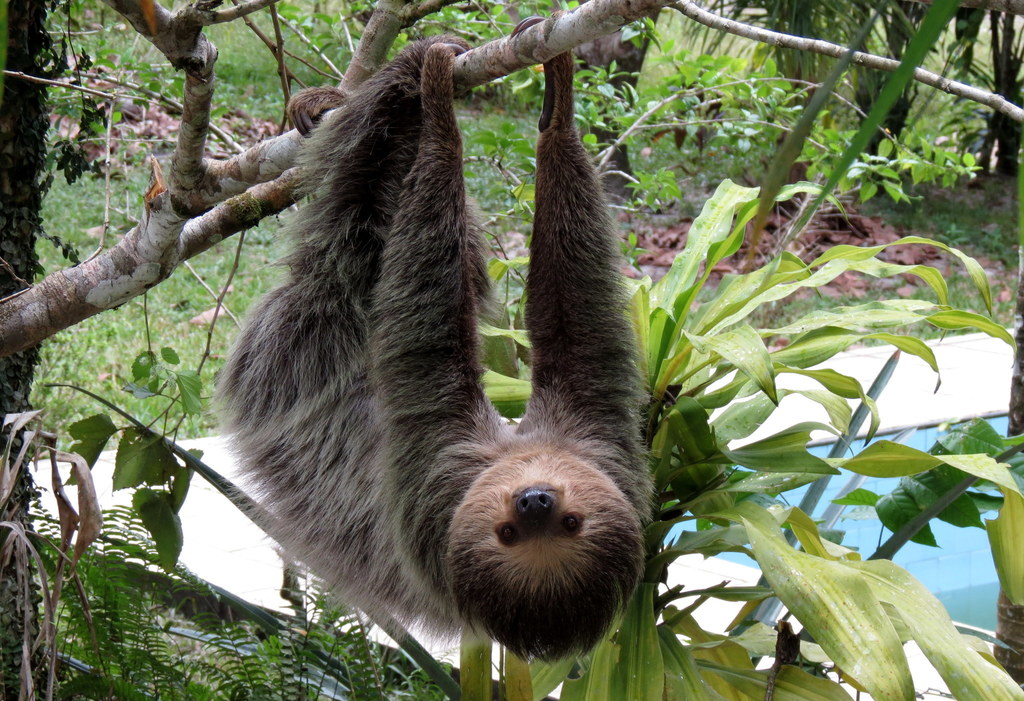 Linnaeus's Two-Toed Sloth