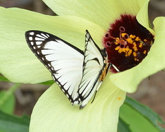 Leucochitonea levubu