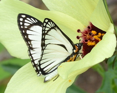 Leucochitonea levubu
