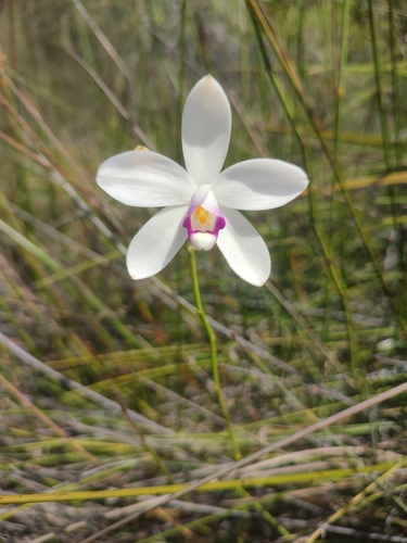 Caledonian Orchid (Eriaxis rigida)