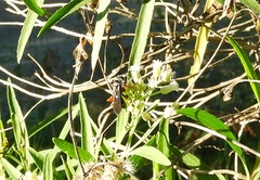 Episyron conterminus cressoni