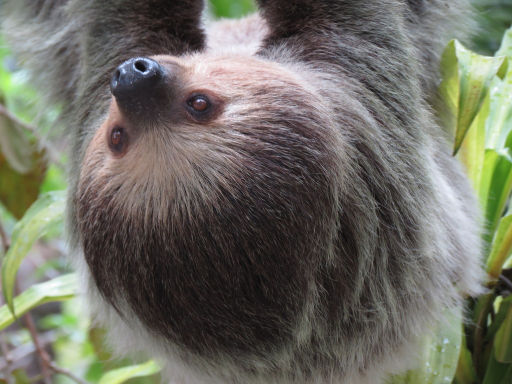 Linnaeus's Two-toed Sloth