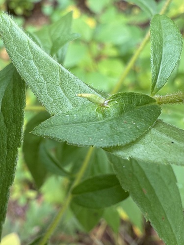Unknown species found near Whip Hill Rd, Stoneham, MA, US