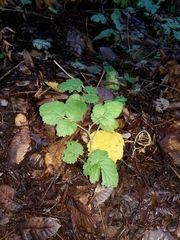 Rubus ursinus macropetalus
