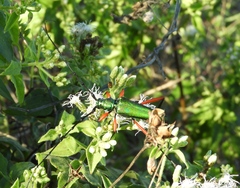 Plinthocoelium chilense