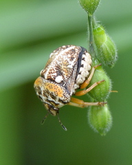 Bolbocoris rufus