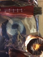 Chroogomphus vinicolor