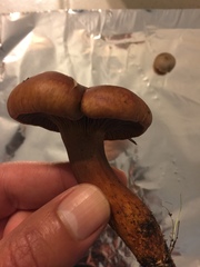 Chroogomphus vinicolor