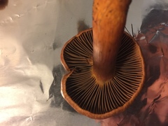 Chroogomphus vinicolor