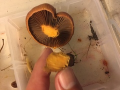 Chroogomphus vinicolor