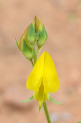 Crotalaria damarensis
