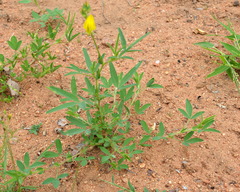 Crotalaria damarensis