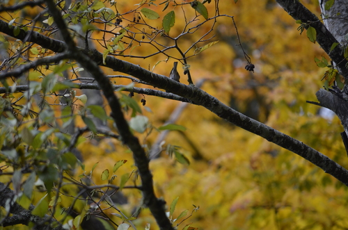 Dark-eyed Junco