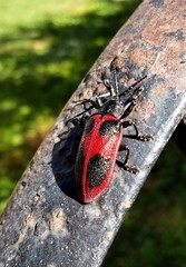 Coraliomela quadrimaculata