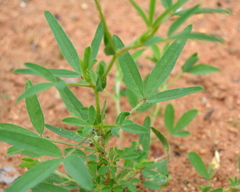 Crotalaria damarensis