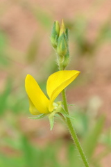 Crotalaria damarensis