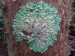 Flavoparmelia
