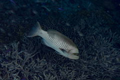 Gracila albomarginata