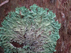 Flavoparmelia