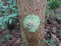 Flavoparmelia