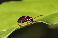 Xylochus