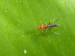 Oedemopsis
