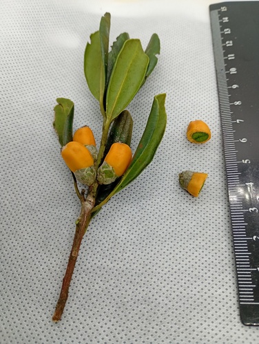 Pimplebark (Balanops australiana)