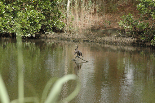 Little Black Cormorant