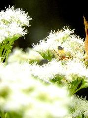 Zelus laticornis
