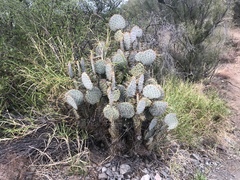 Opuntia gosseliniana