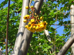 Cochlospermum regium