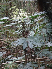 Fatsia japonica