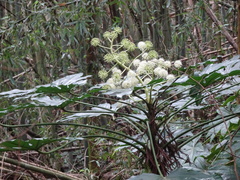 Fatsia japonica