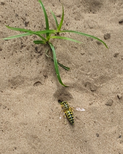 Stictia signata