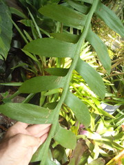 Epiphyllum chrysocardium