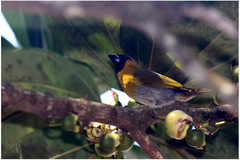 Caryothraustes poliogaster