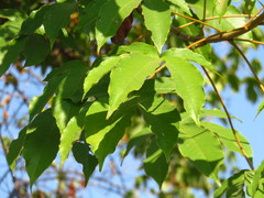 Cochlospermum regium