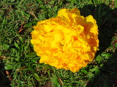 Cochlospermum regium